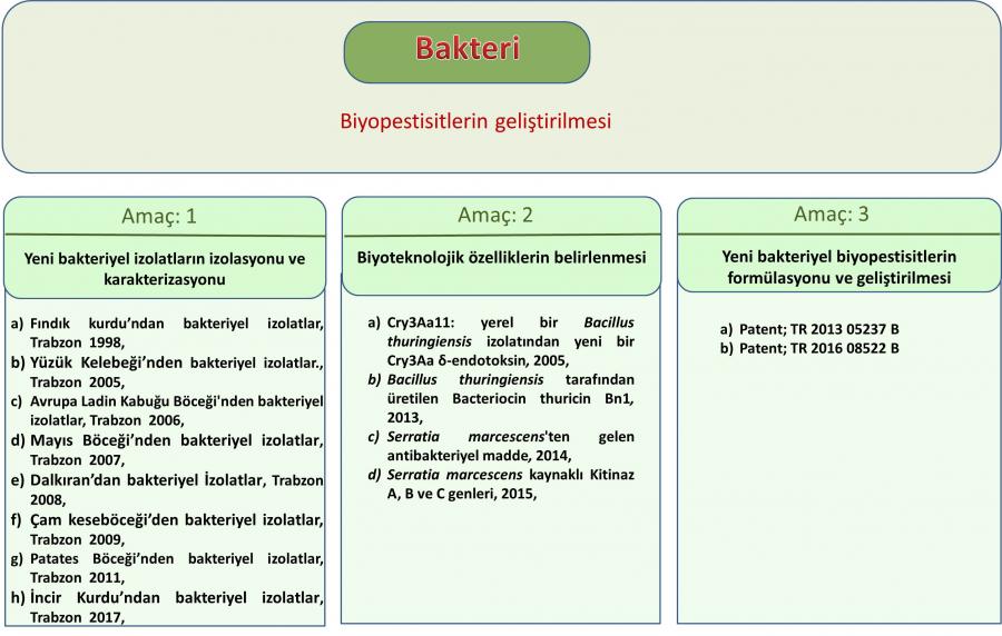 Bakteri Çalışmaları