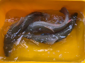 Doğal Alabalık Üretimi, Yetiştirilmesi ve Ormaniçi Suların Balıklandırılması Projesi