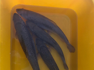 Doğal Alabalık Üretilmesi ve Orman İçi Suların Balıklandırılması Projesi Çalışmaları Devam Ediyor