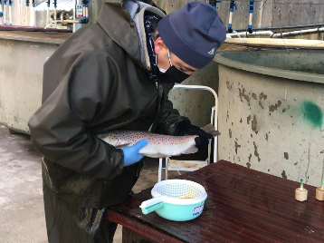 Fakültemiz Bünyesinde Yürütülen Kuru Sağım Çalışmaları